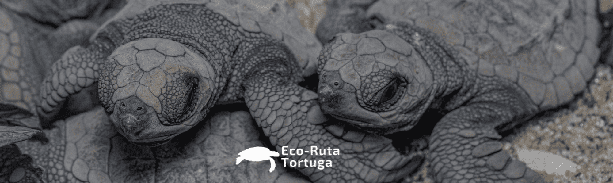 Fam Trip Eco Ruta Tortuga